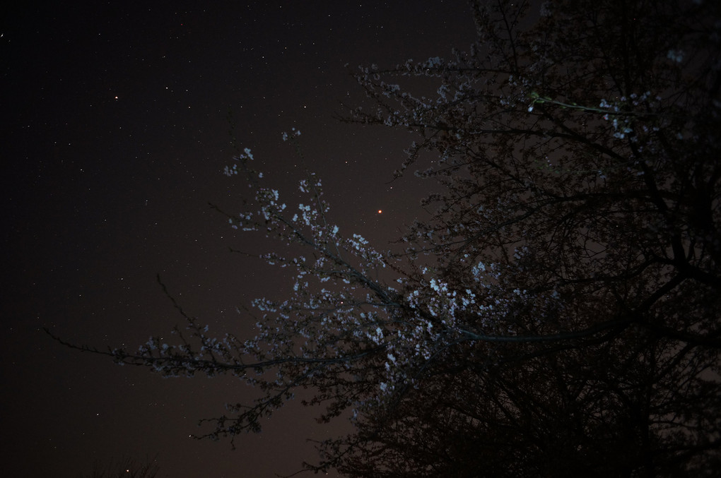 夜桜お七