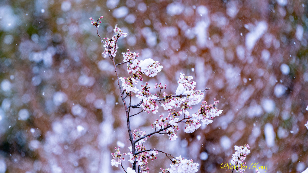 冠雪桜(^^♪