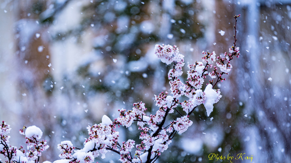 冠雪桜(^^♪