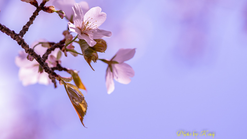 α体験会「桜色を撮る」part2　～背景で“望遠桜”を楽しむ～