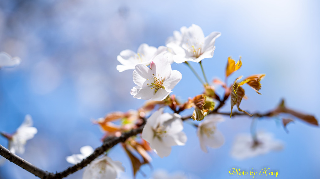 α体験会「桜色を撮る」part2　～背景で“望遠桜”を楽しむ～