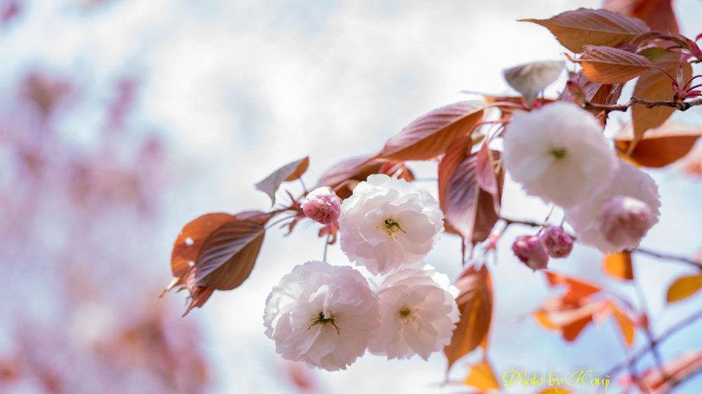 α体験会「桜色を撮る」part2　～背景で“望遠桜”を楽しむ～ その２