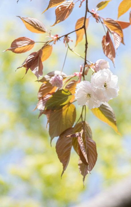 α体験会「桜色を撮る」part2　～背景で“望遠桜”を楽しむ～ その２