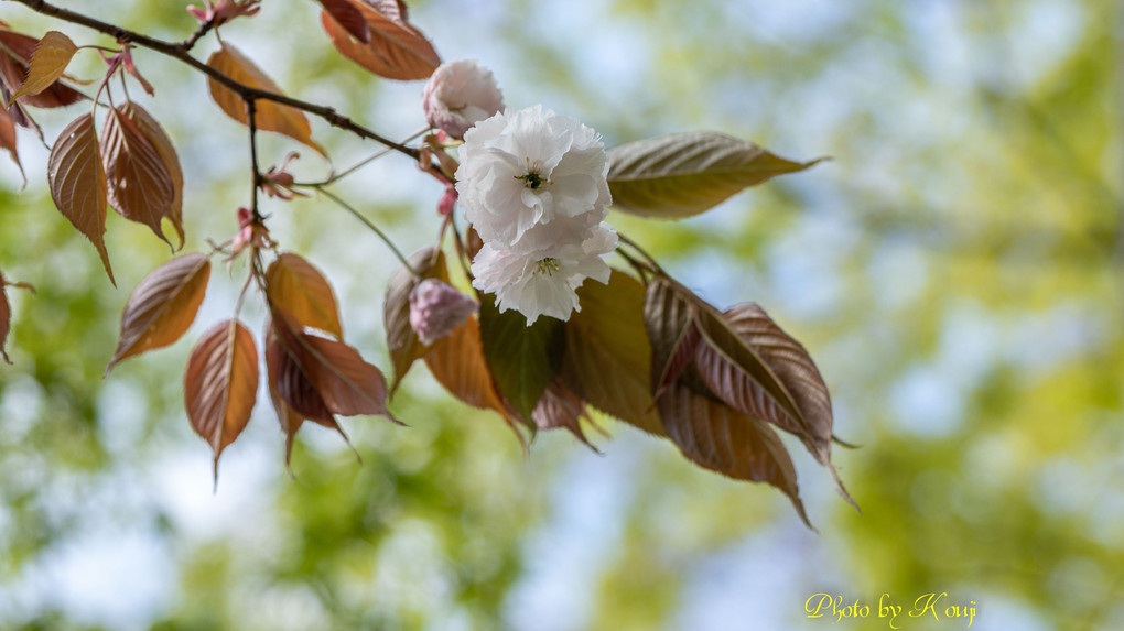 α体験会「桜色を撮る」part2　～背景で“望遠桜”を楽しむ～ その２
