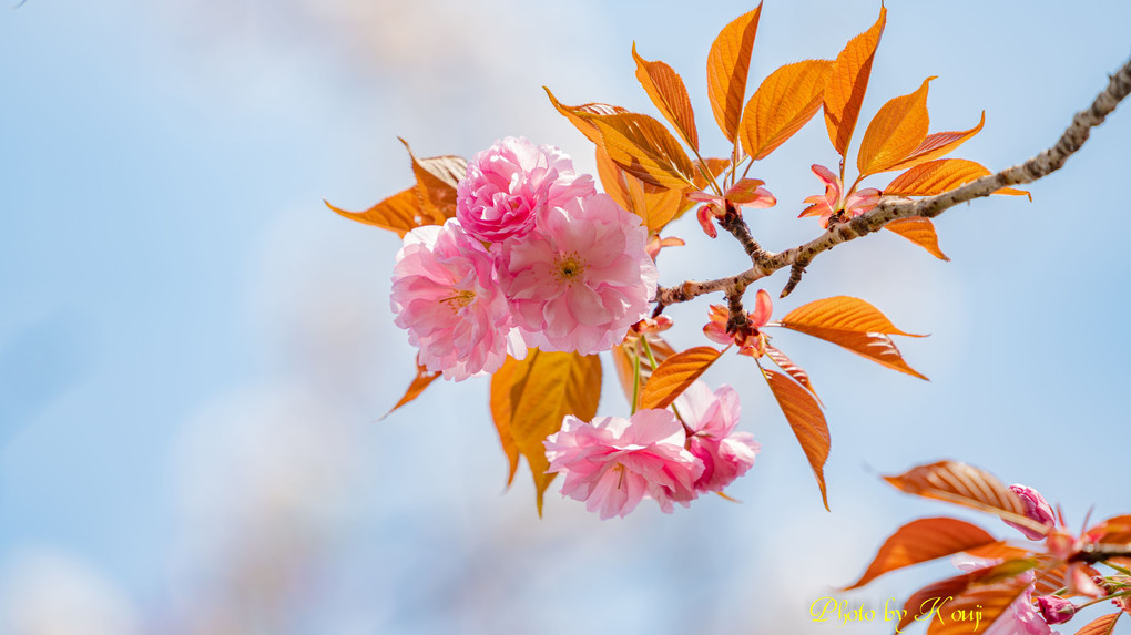 α体験会「桜色を撮る」part2　～背景で“望遠桜”を楽しむ～ その３