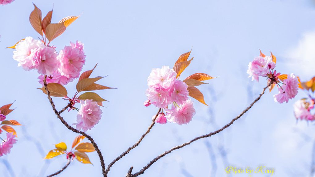 α体験会「桜色を撮る」part2　～背景で“望遠桜”を楽しむ～ その３