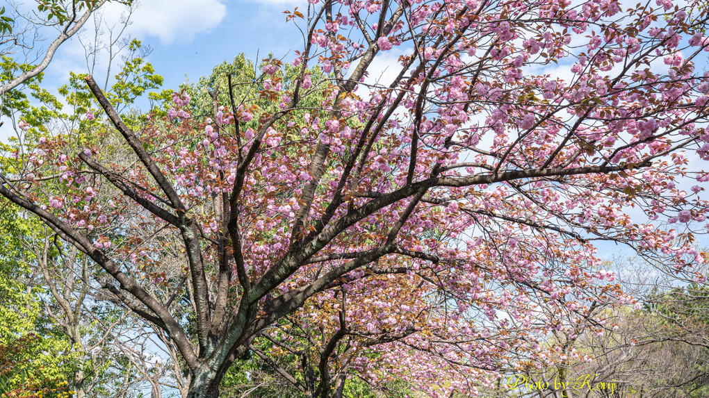 α体験会「桜色を撮る」part2　～背景で“望遠桜”を楽しむ～  その４