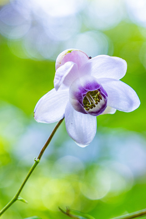 上品で気品あふれる花