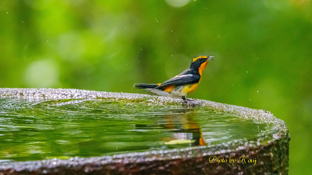 水場の#キビタキ#オス成鳥♪その一