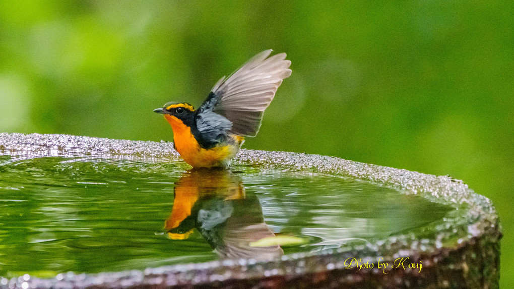 水場の#キビタキ#オス成鳥♪その一