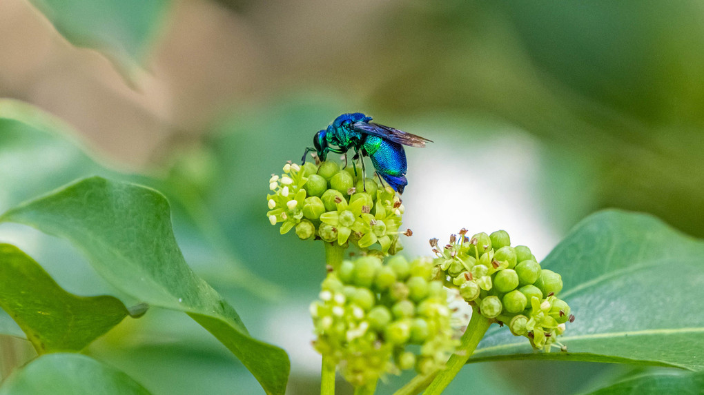幸せの青い蜂 #オオセイボウ# その二