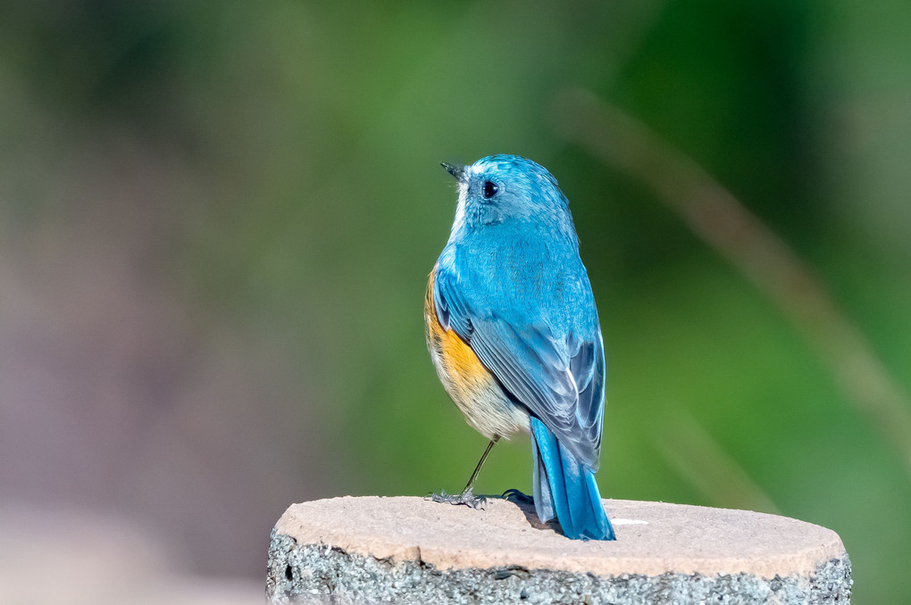 #ルリビタキ#♂「幸せの青い鳥♪」