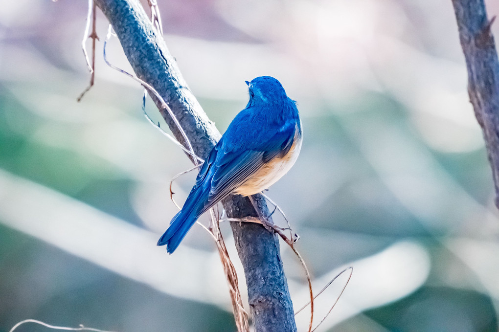 #ルリビタキ#♂「幸せの青い鳥♪」