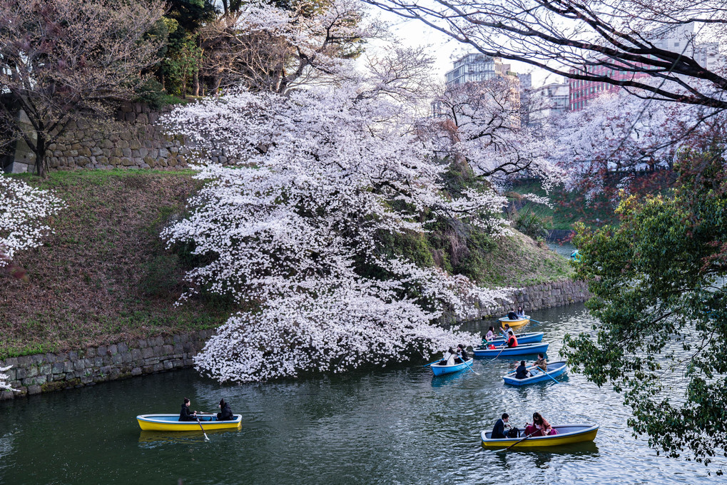 日没前の千鳥ヶ淵♪