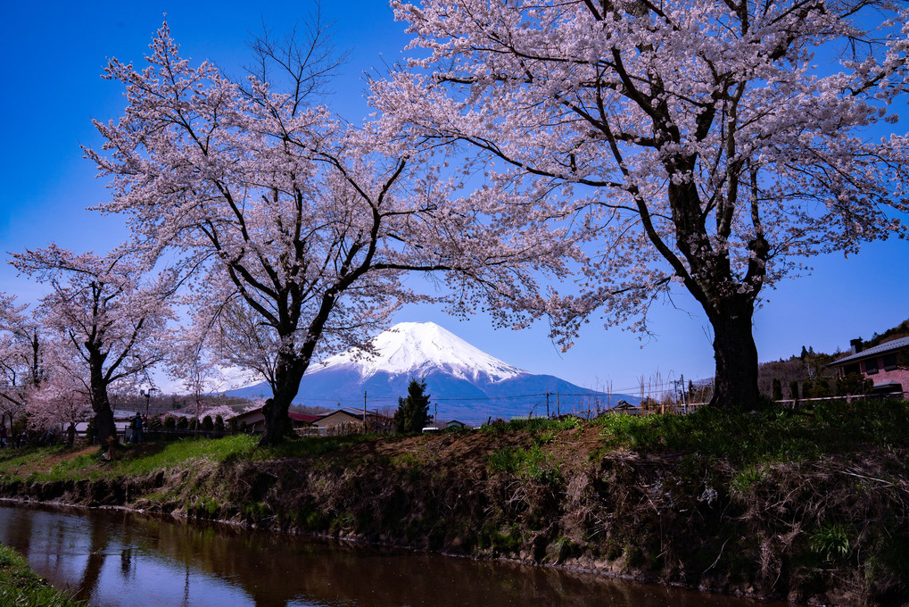 忍野八海の桜♪