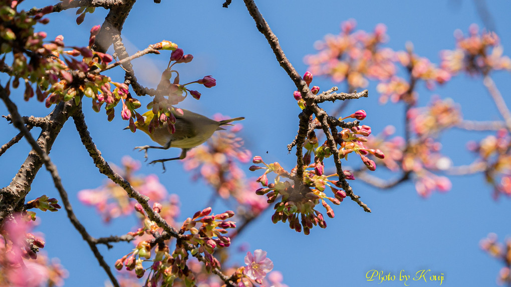 河津桜と#メジロ#