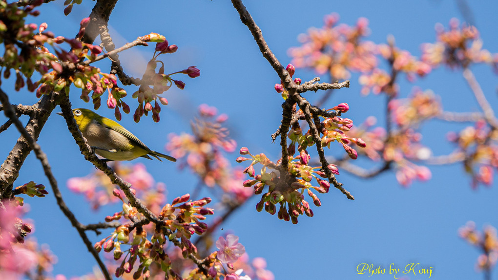 河津桜と#メジロ#
