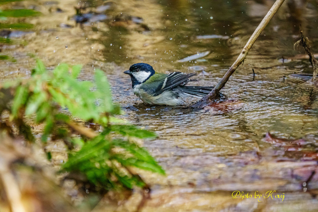 本日の鳥果♪ その一