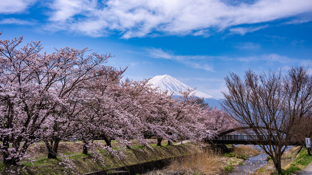 河口湖の桜♬