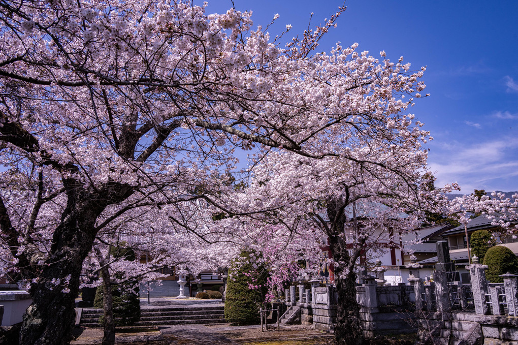 河口湖の桜♬