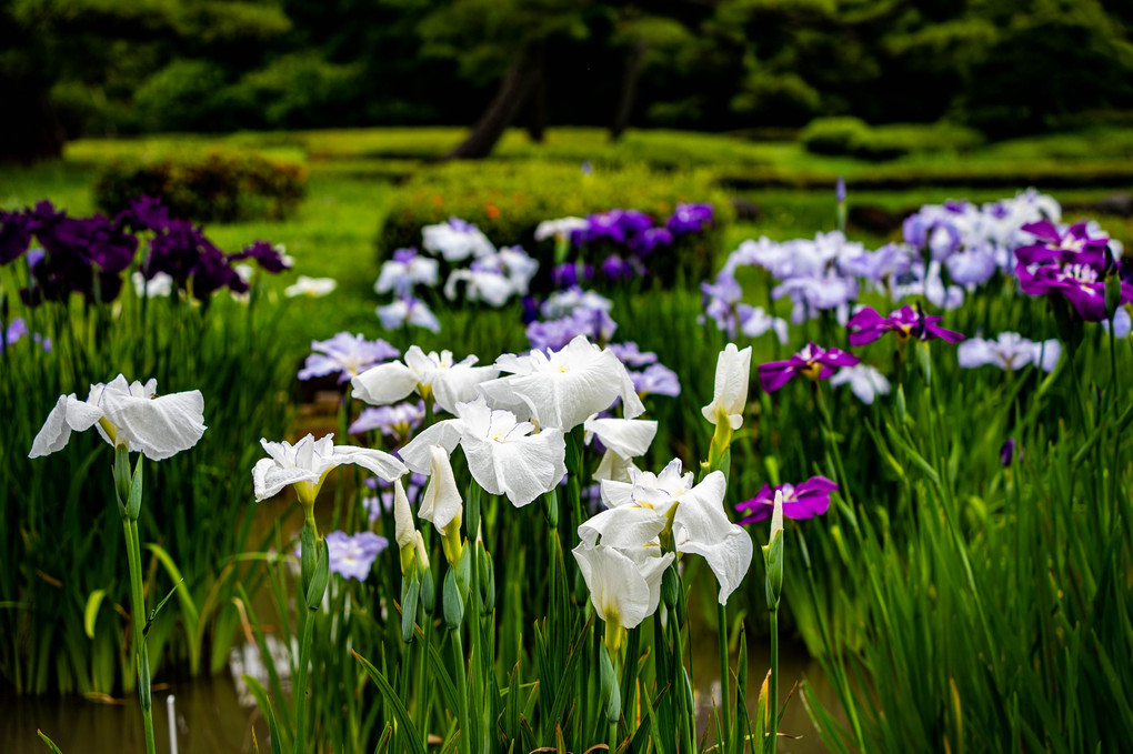 皇居二の丸公園