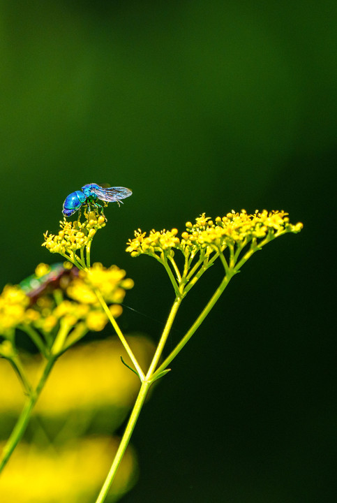 幸せの青い蜂#オオセイボウ#♬