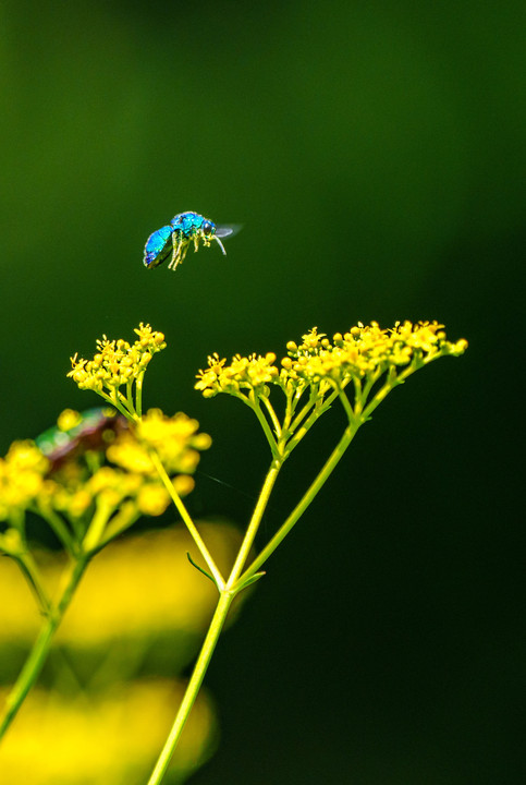 幸せの青い蜂#オオセイボウ#♬