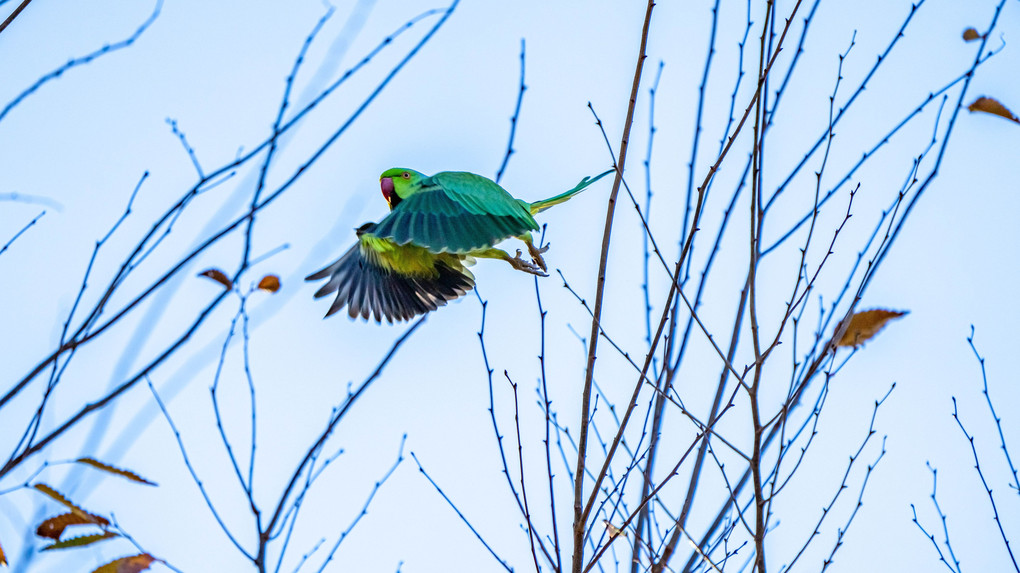 インコの飛び出し その一