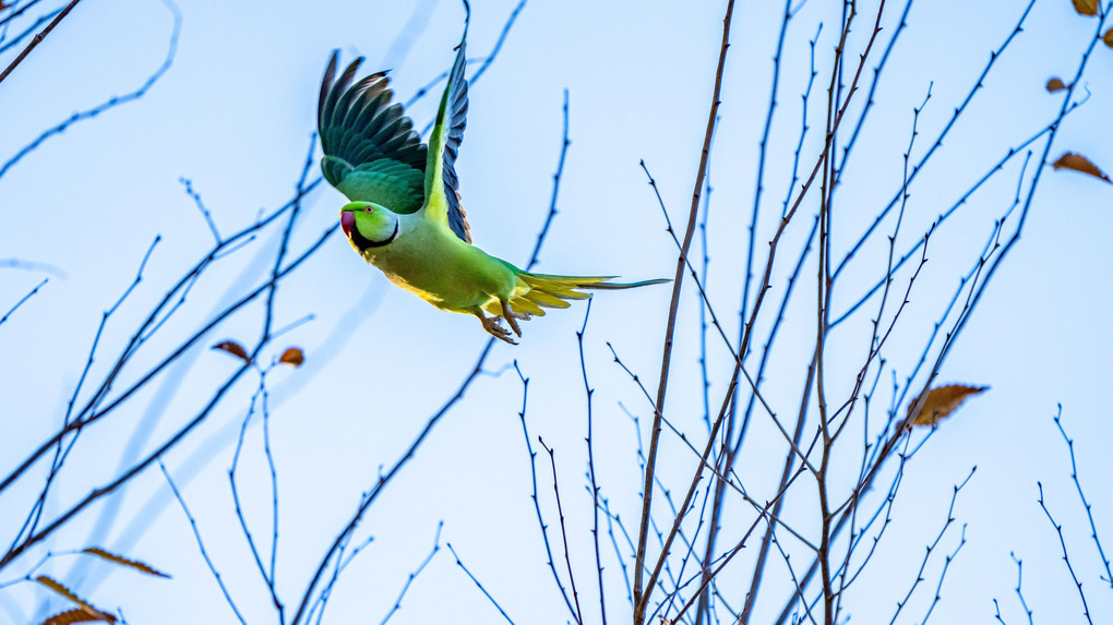 インコの飛び出し その一