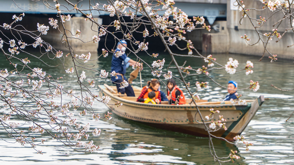 早すぎた桜祭り ♬