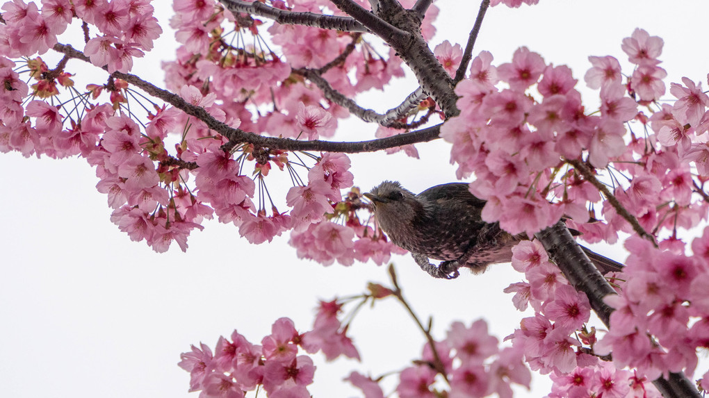 早すぎた桜祭り ♬