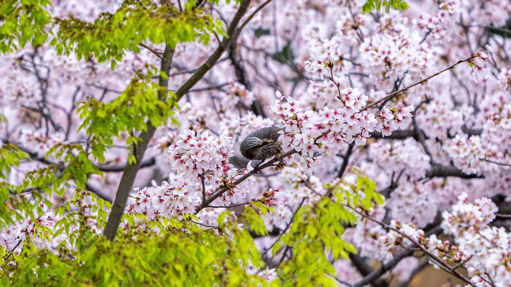 桜とヒヨ♬