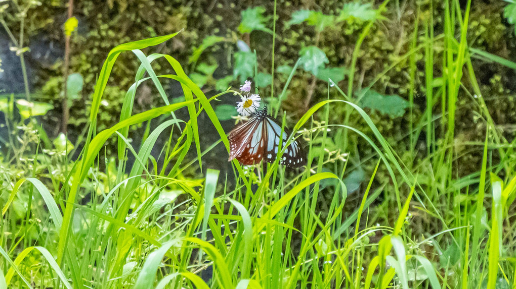 アサキマダラの収蜜 ♬