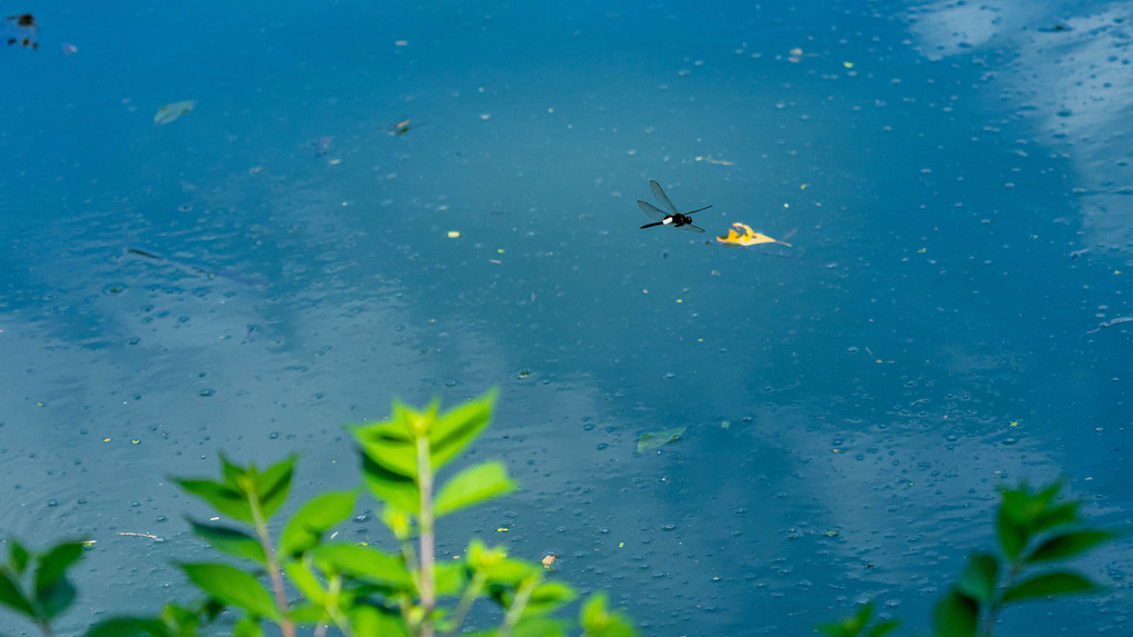 池で飛翔するコシアキトンボを撮ってみました♪