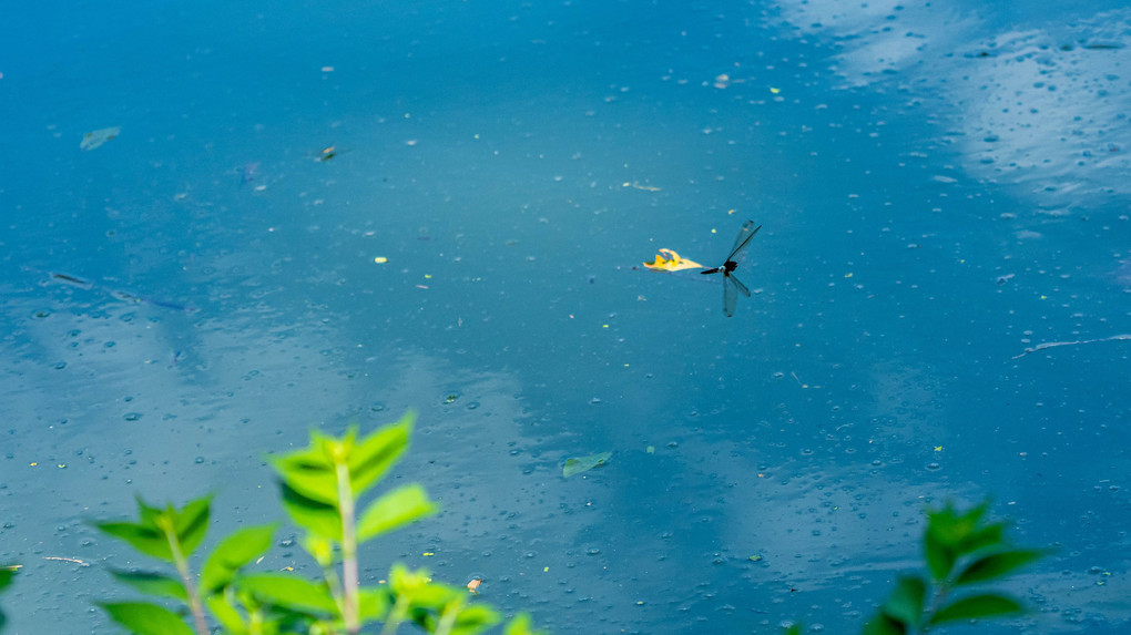池で飛翔するコシアキトンボを撮ってみました♪