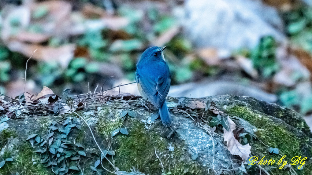 本日の青い鳥♬