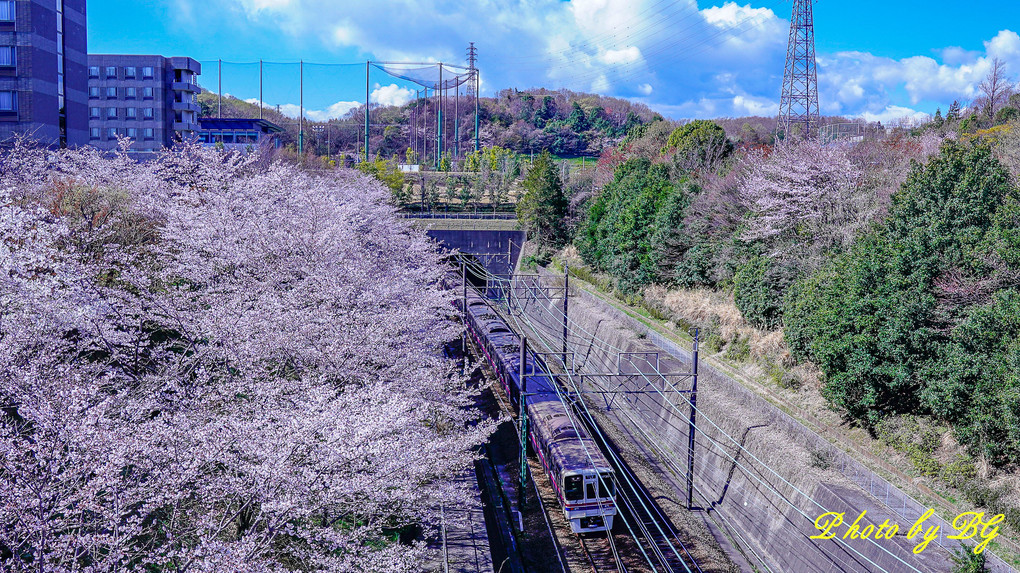 桜と電車と青空と♪