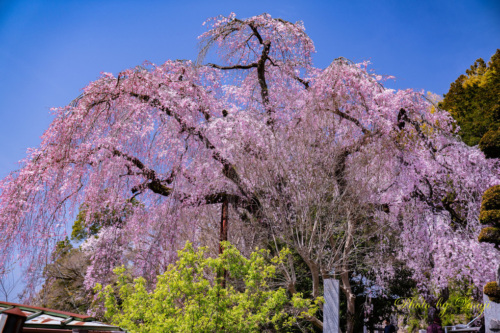 青梅”梅岩寺”の枝垂れ桜♪