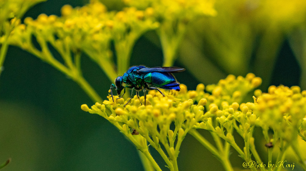 幸せの青い蜂「オオセイボウ」