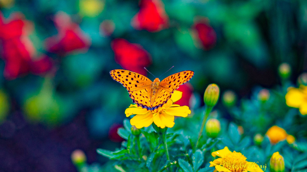 お花と蝶♪