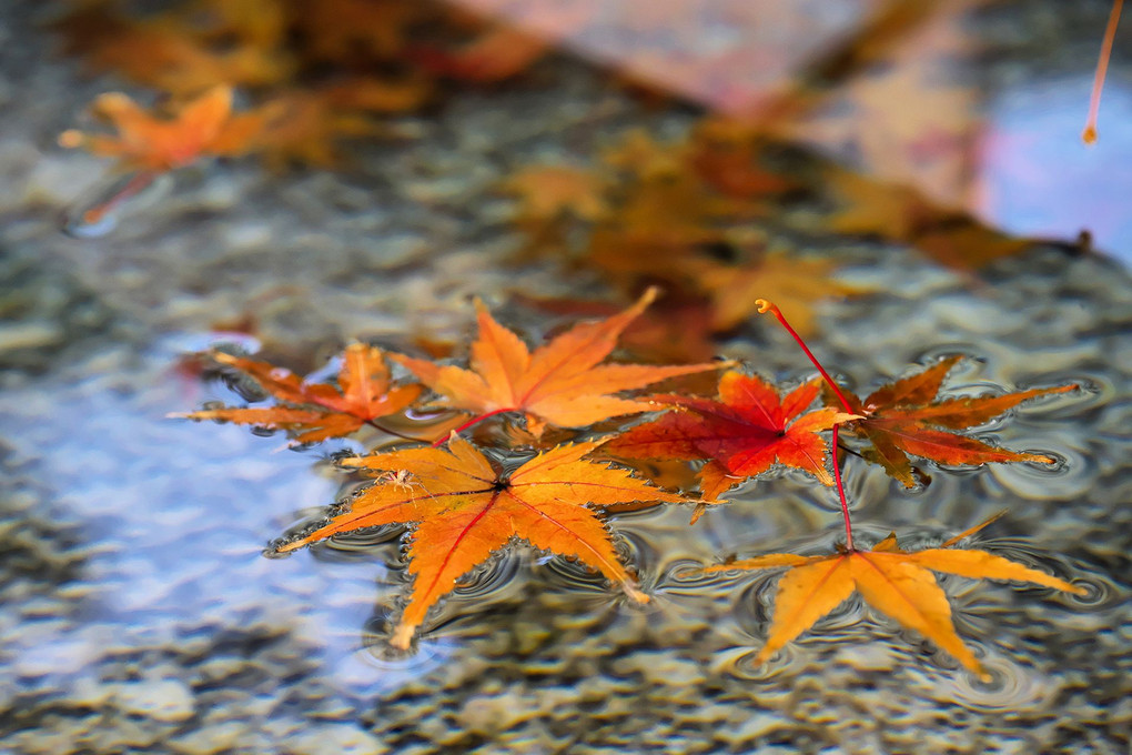 紅葉を求めて