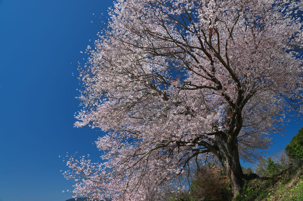 馬場の山桜（佐賀県武雄市）