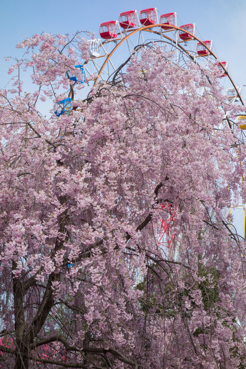 2016　桜　その4