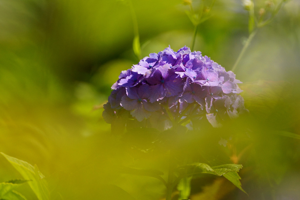 紫陽花いっぱい＾＾