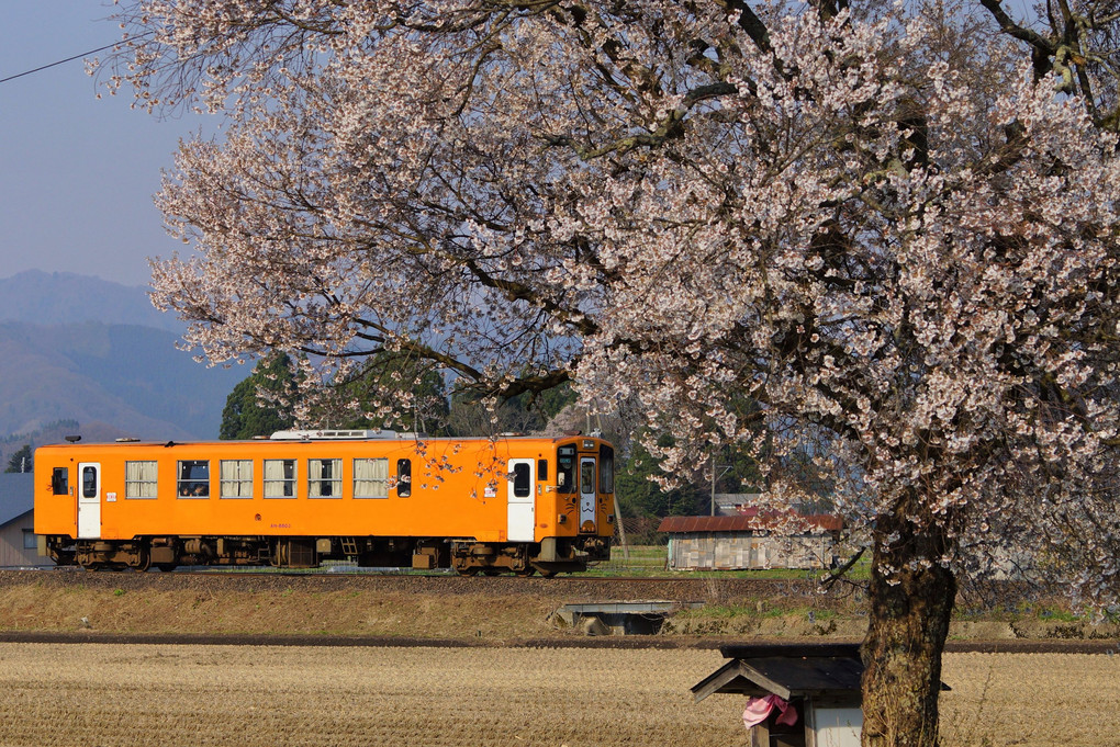 秋田内陸縦貫鉄道の春②
