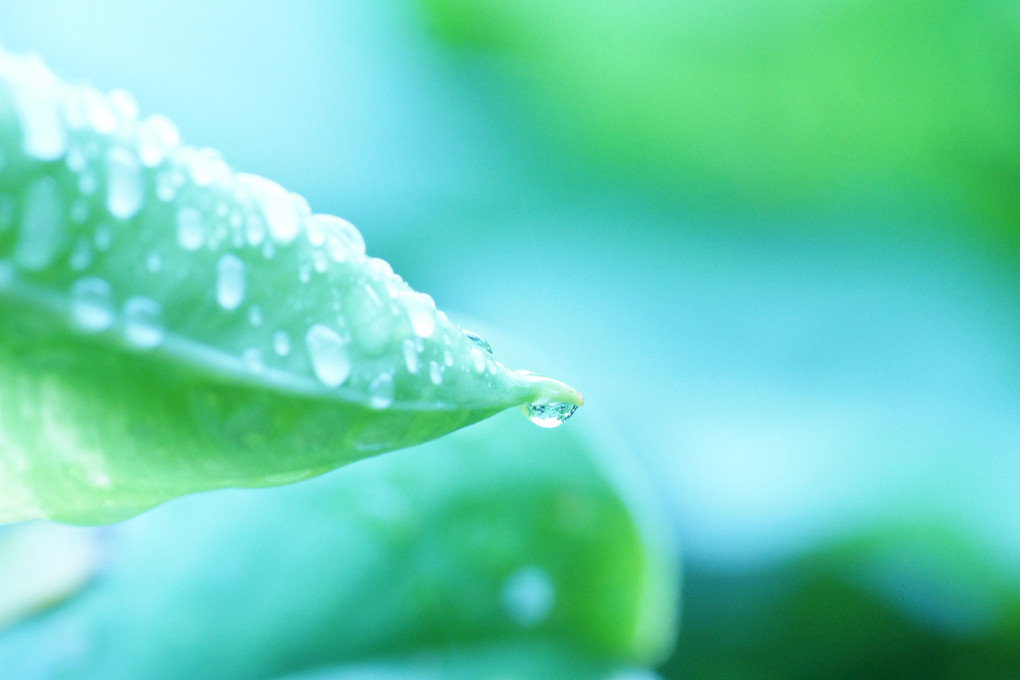 梅雨の宝石、キラッ