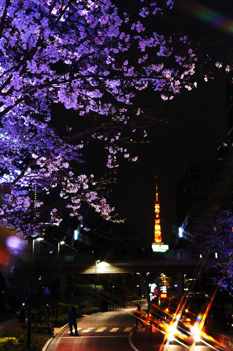 東京タワーと夜桜と・・・