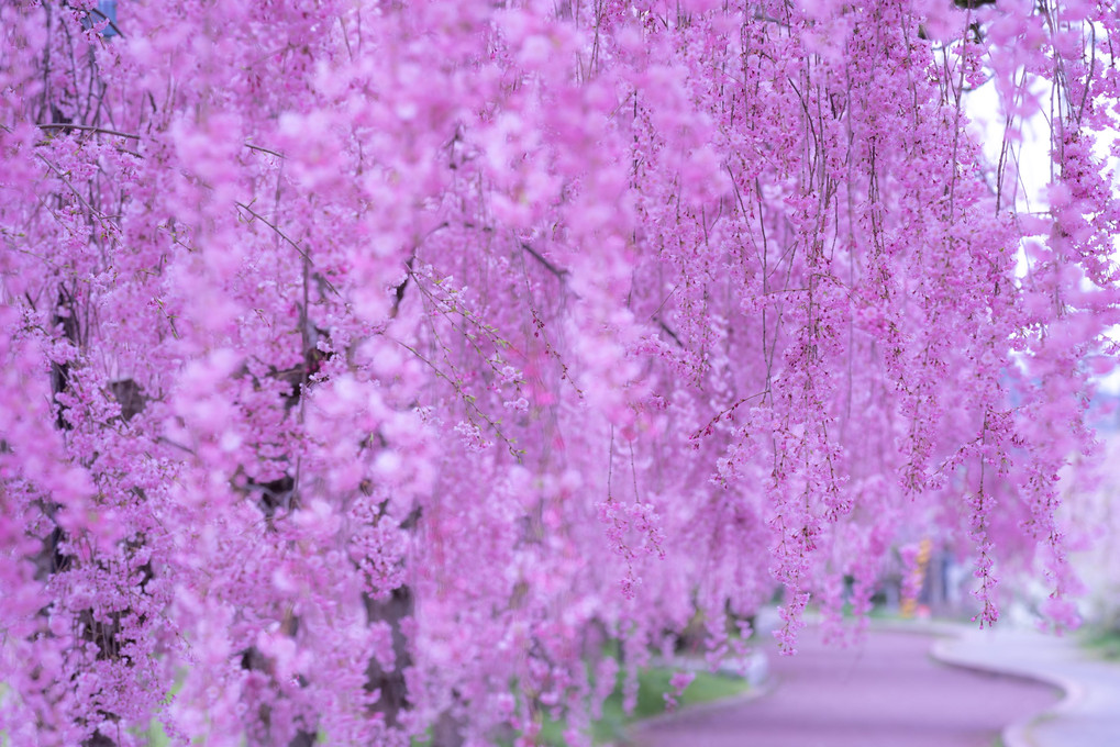 枝垂桜に