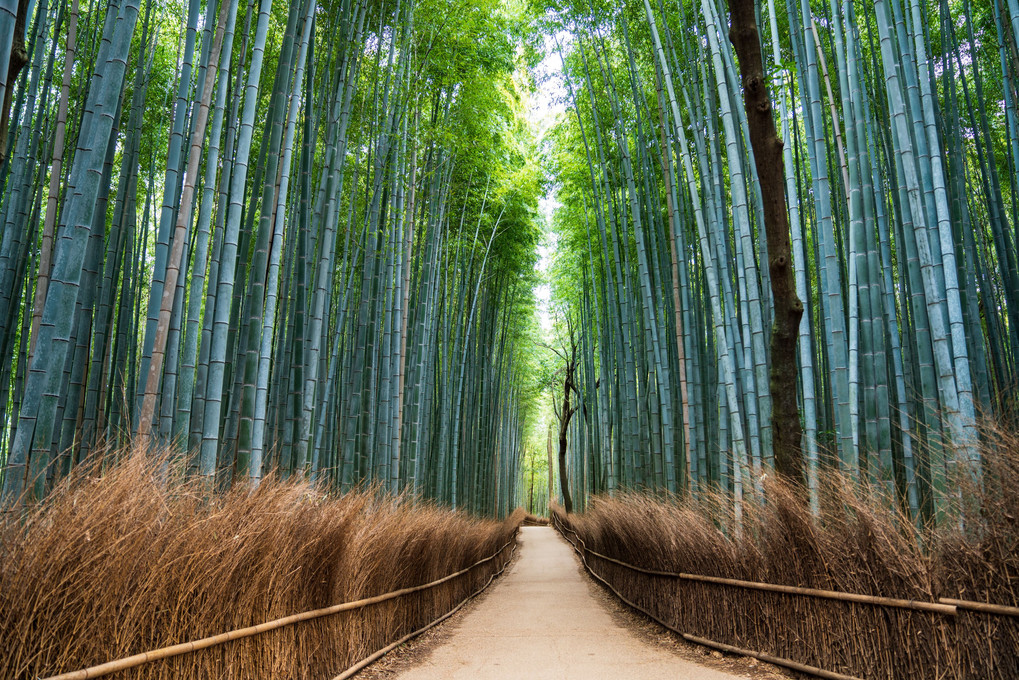 京都嵐山 竹林の小径 有無無さん Acafe Aの写真投稿サイト ソニー