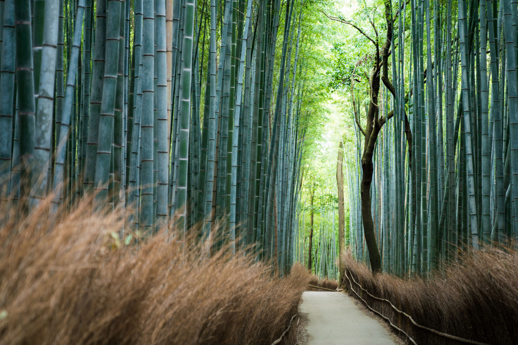 京都嵐山　竹林の小径